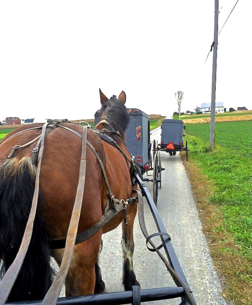 A is for Amish Buggy Rides